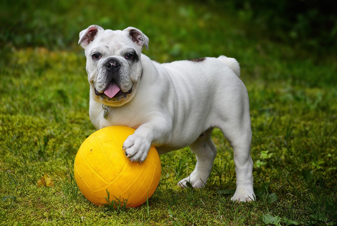 sport dog 3